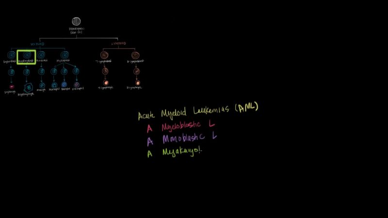 Hematopoiesis-Mimosa