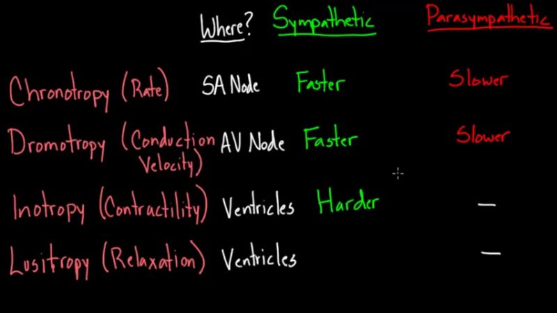 Nerve Regulation of the Heart-Mimosa