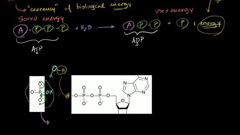 Overview of metabolism-Mimosa