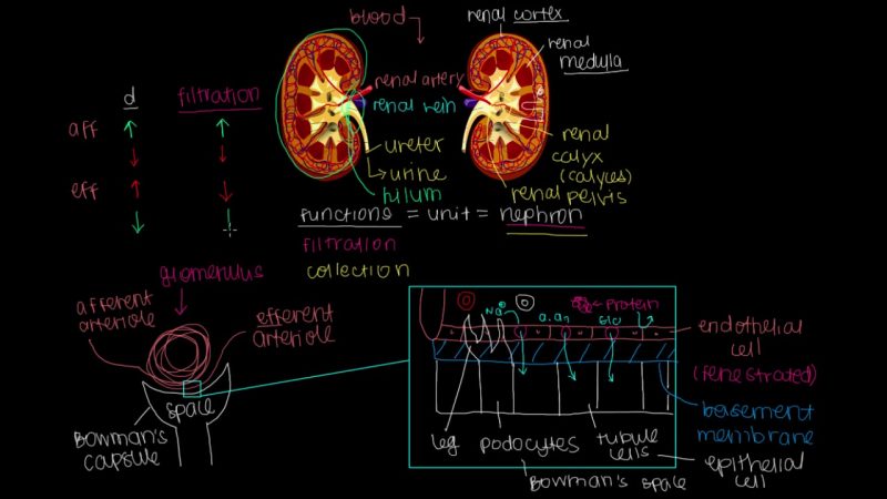 Renal Physiology-Mimosa